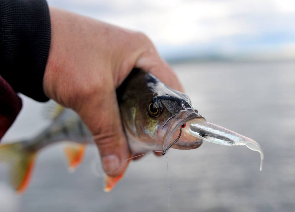 Ja jeg var faktisk helt alene på vannet i dag. På jakt etter abbor………