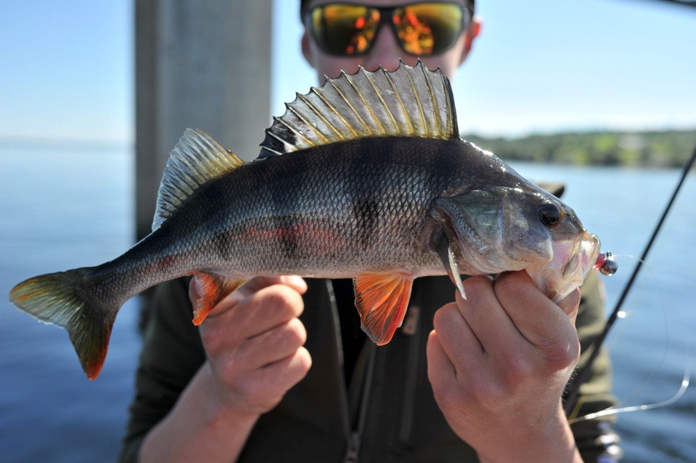 Thomas Roos Aas fyller lista si med første innmelding!