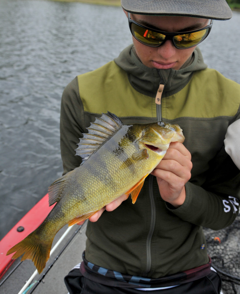 Thomas Roos Aas melder inn to brukbare abborer!