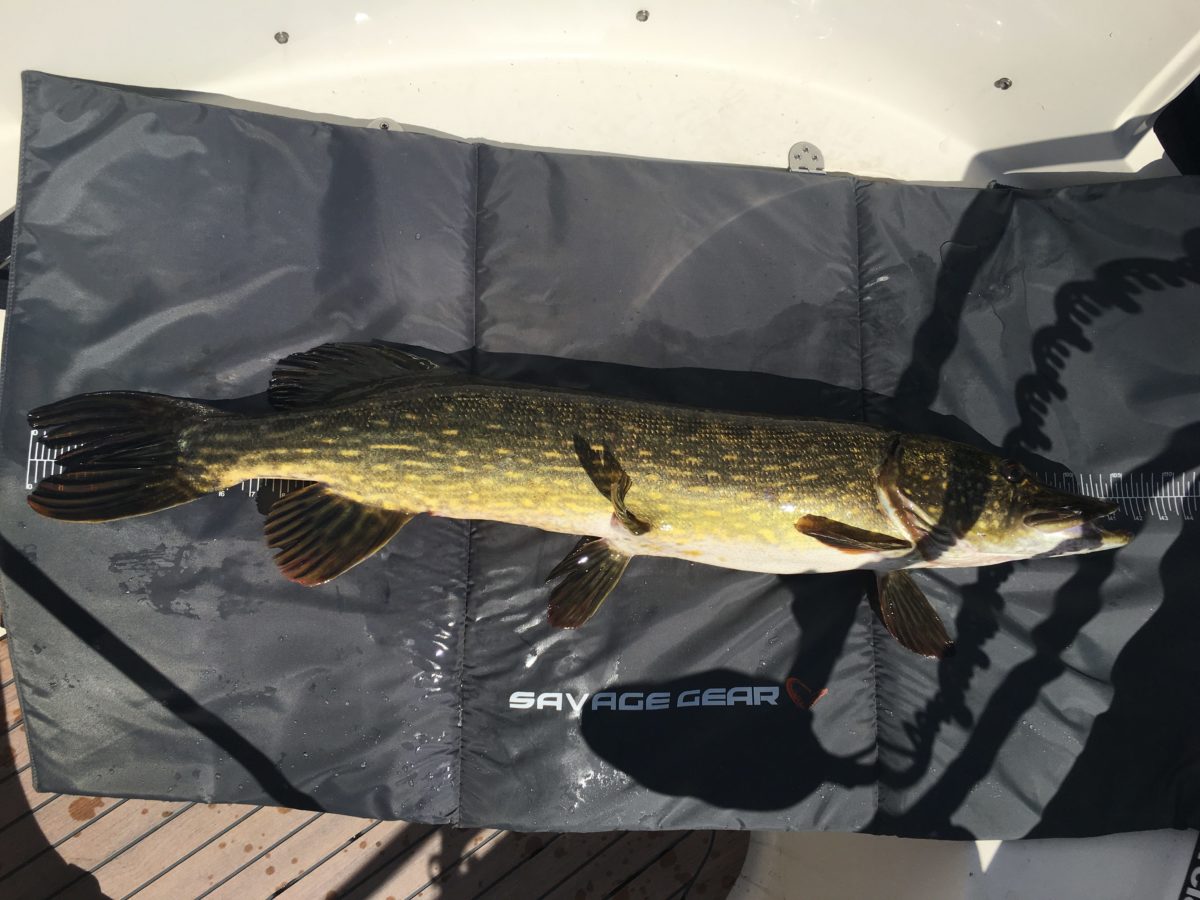 Åsmund Mathisen melder inn 7+