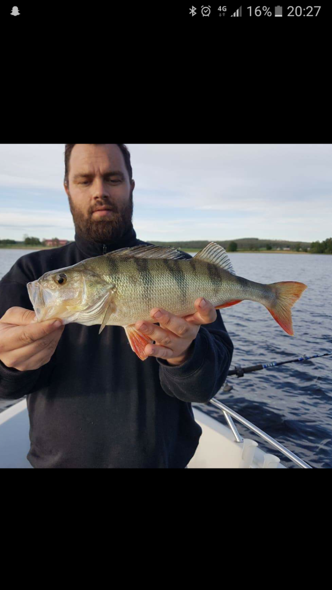 Joakim Ottesen melder inn abbor!