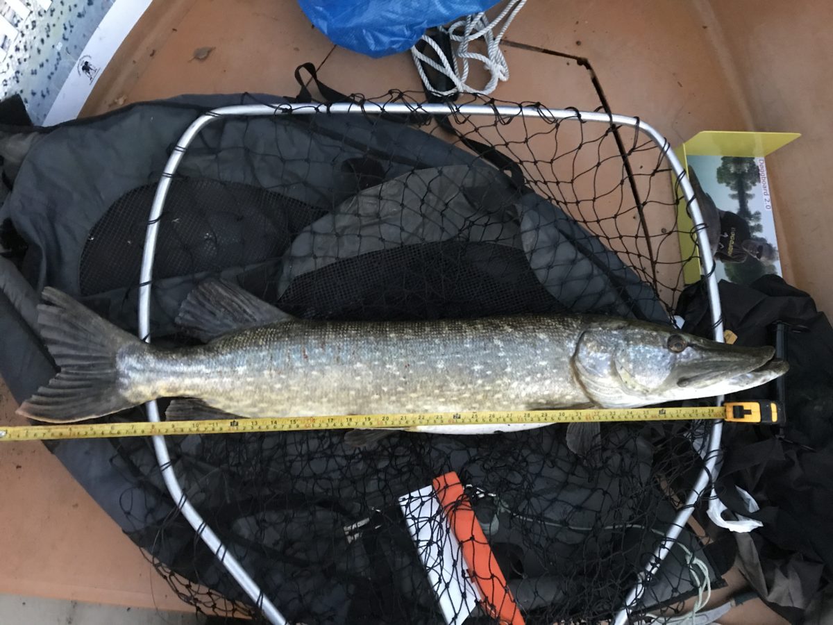 17. plass kun 4 fisk. Svae blir han skummel ?