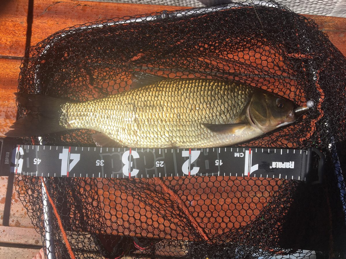 Ble en liten tur på Mjøsa i dag, mye vind og rotete sjø.  Rapport fra Kent Skaje :-)