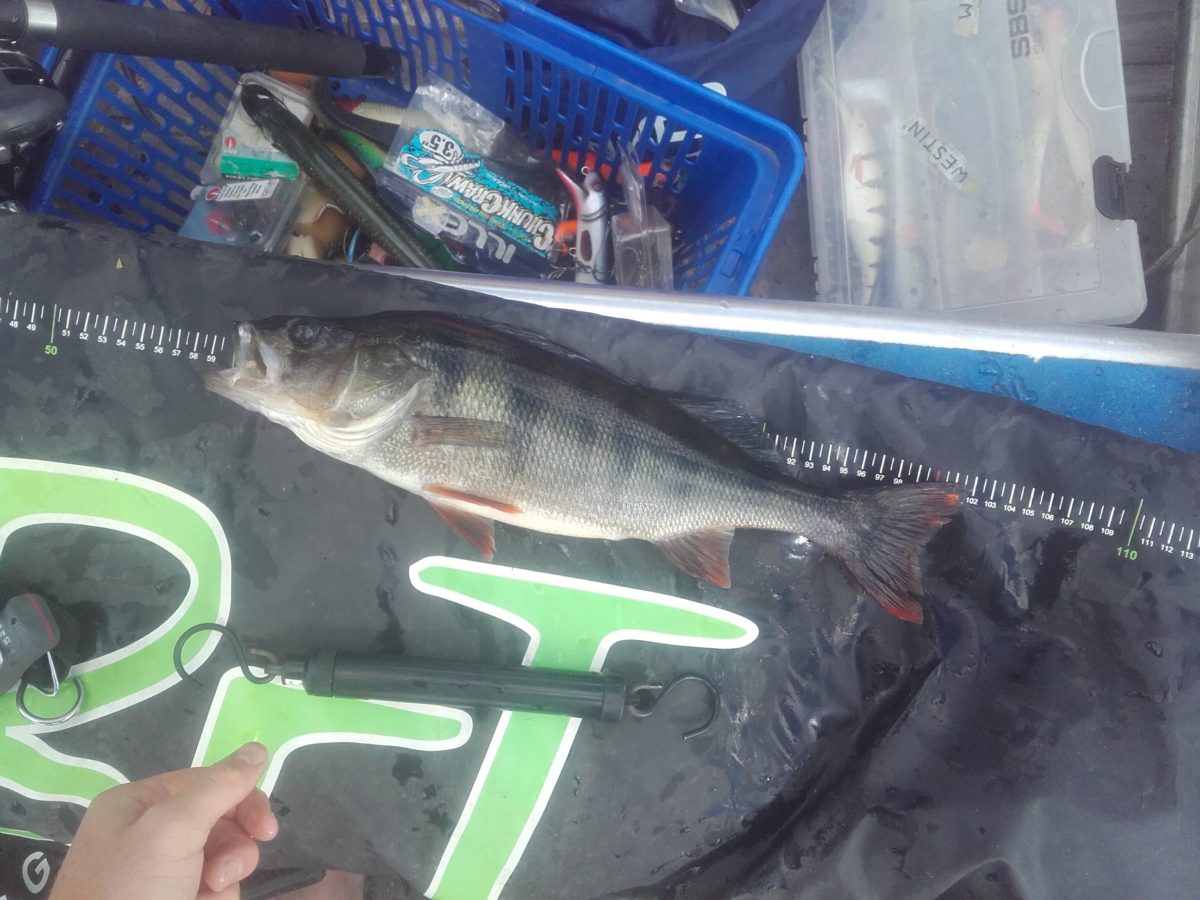 Nils Gedde på 3. plass i abborkonken.