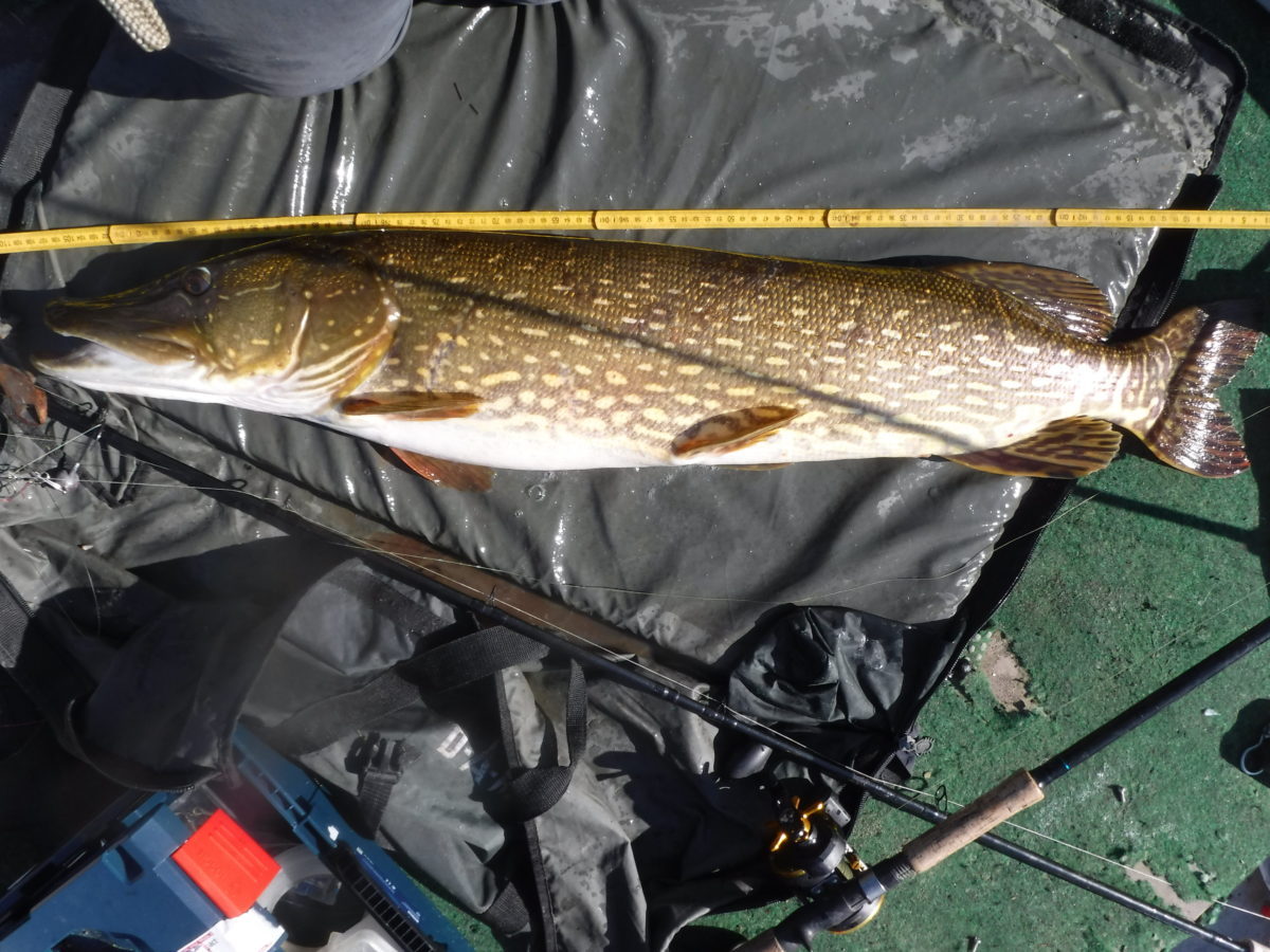 Morten Opsahl med knall innmelding!