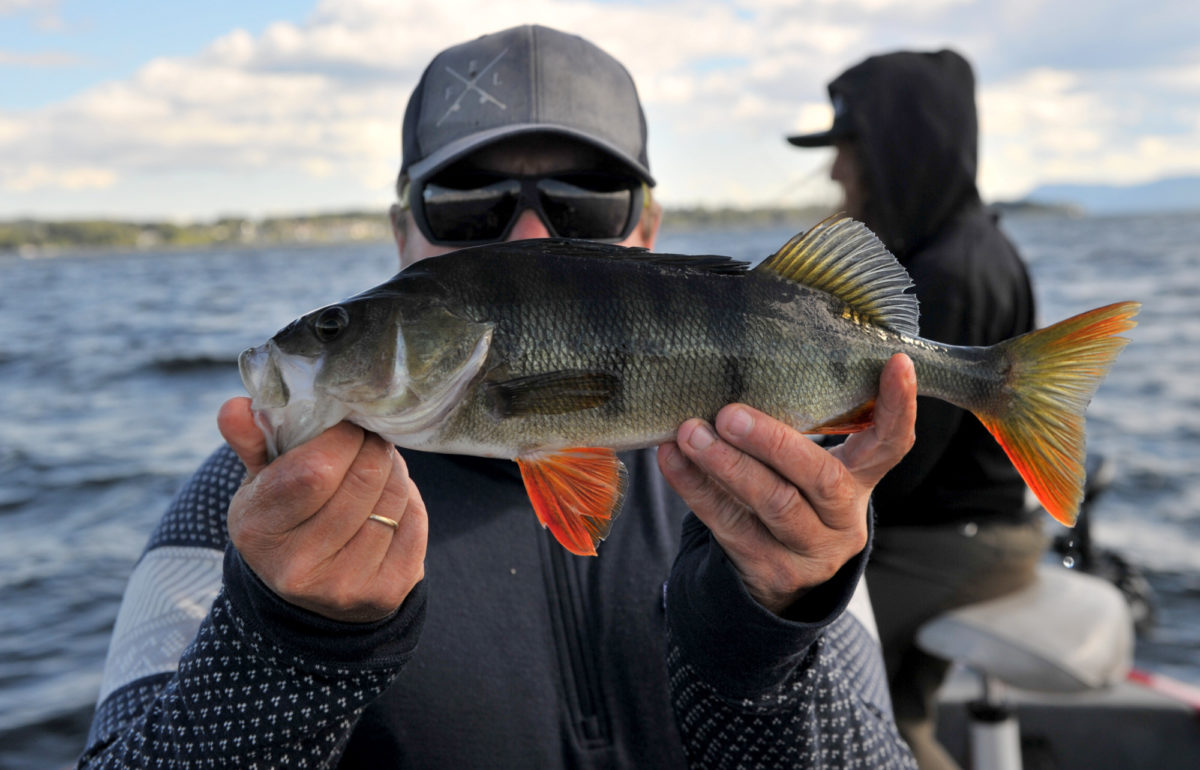 To øbbører fra Walmann.