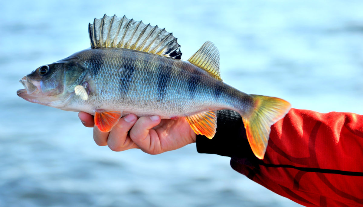 Æbbærfiske på Mjøsa er rett og slett trivelig.