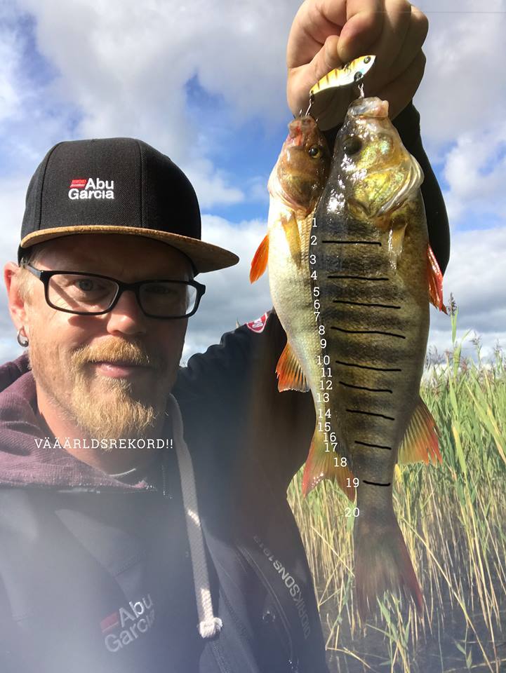 Hvor mange striper kan en abbor ha ?? Noen som har noen bedre en Robbo  ?