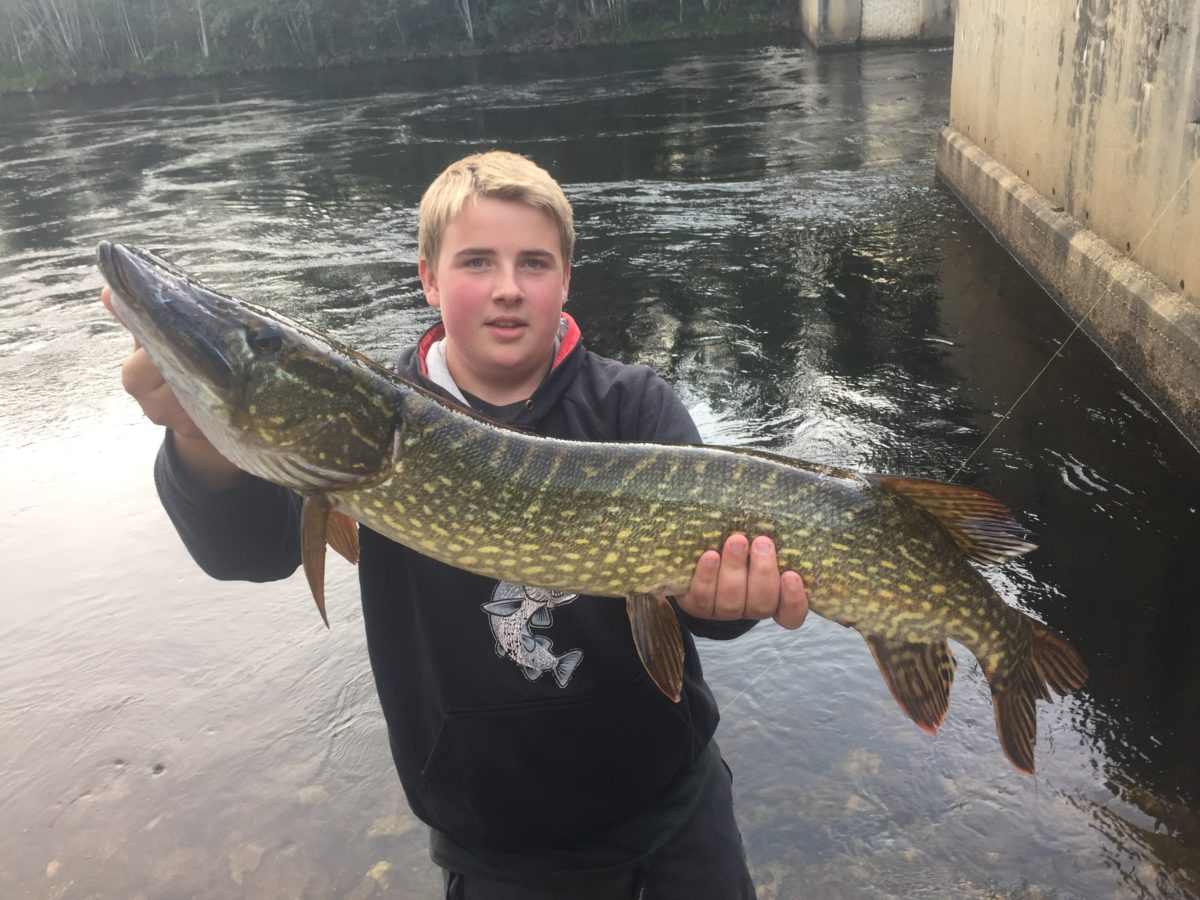 Telemarkskongen innen gjeddefiske mister Tore Fugleåsen