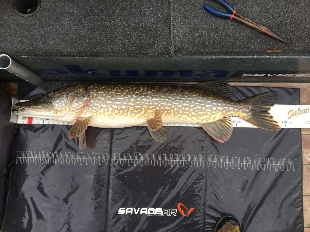 Jan Erik har begynt på høstfisket.  Nå jager han Fredrick