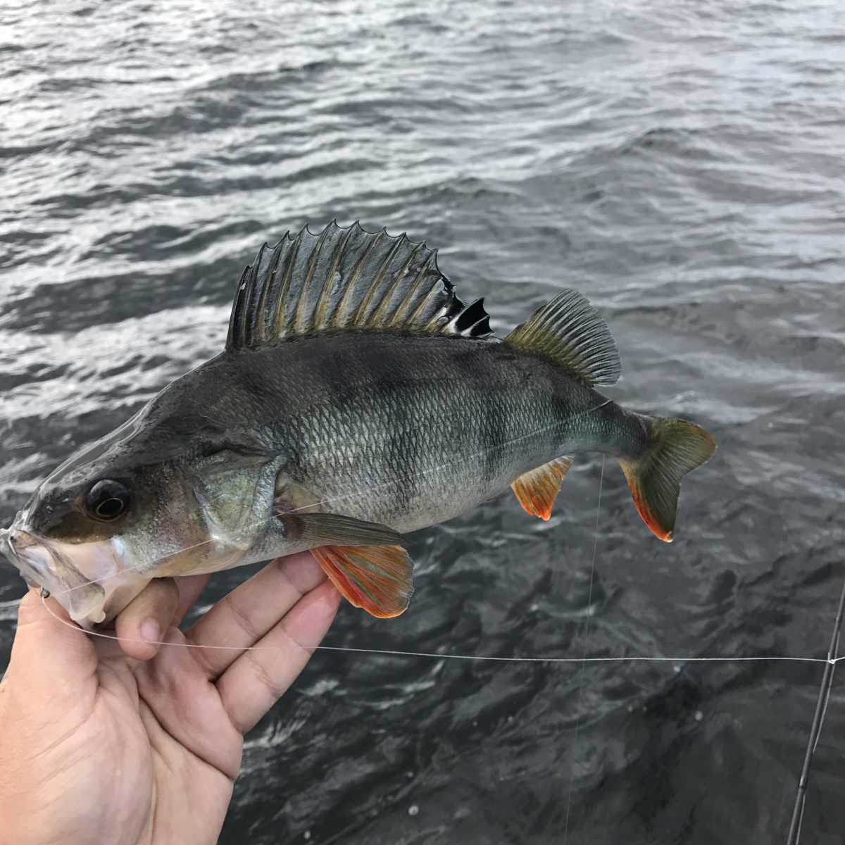 Dags for en ny tur på Mjøsa på jakt etter høst abbor’n! (rapport fra Andreas R. Olsen)