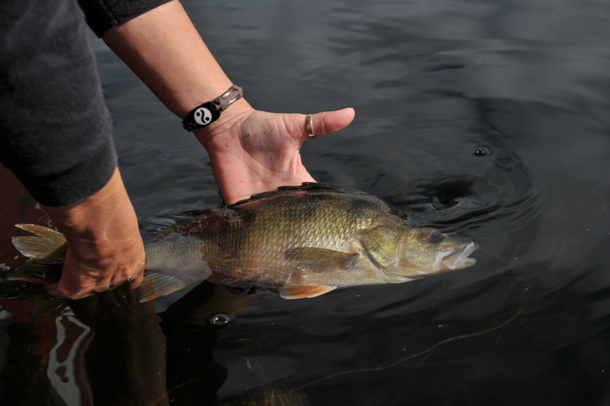 Er navnet &laquo;Alt om fiske&raquo; bare en stor vits ?