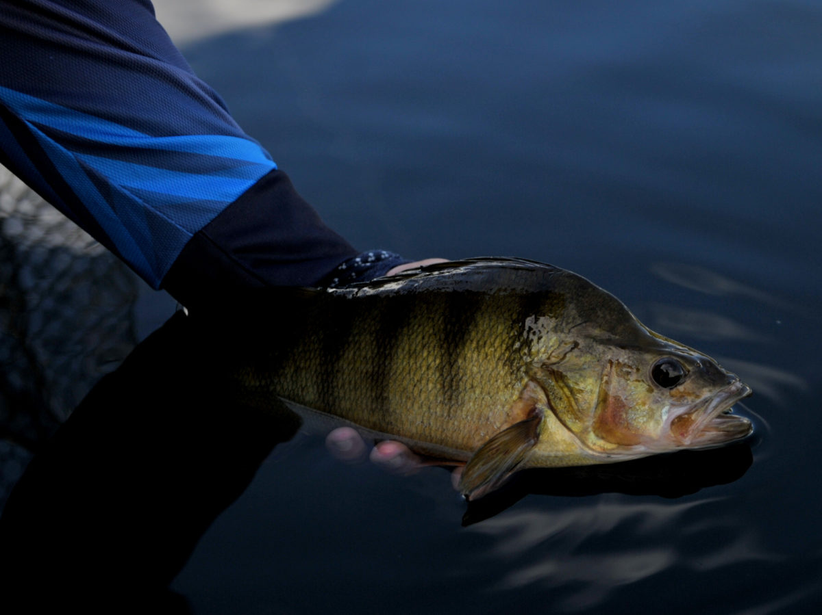 Erik Walmann melder inn en fin abbor!
