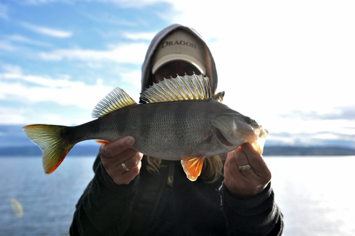 Kristin Roos Aas melder inn to abborer i konken!