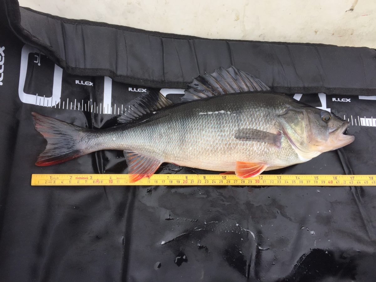 Hans Kristian Austad melder inn to riktig fine abborer!