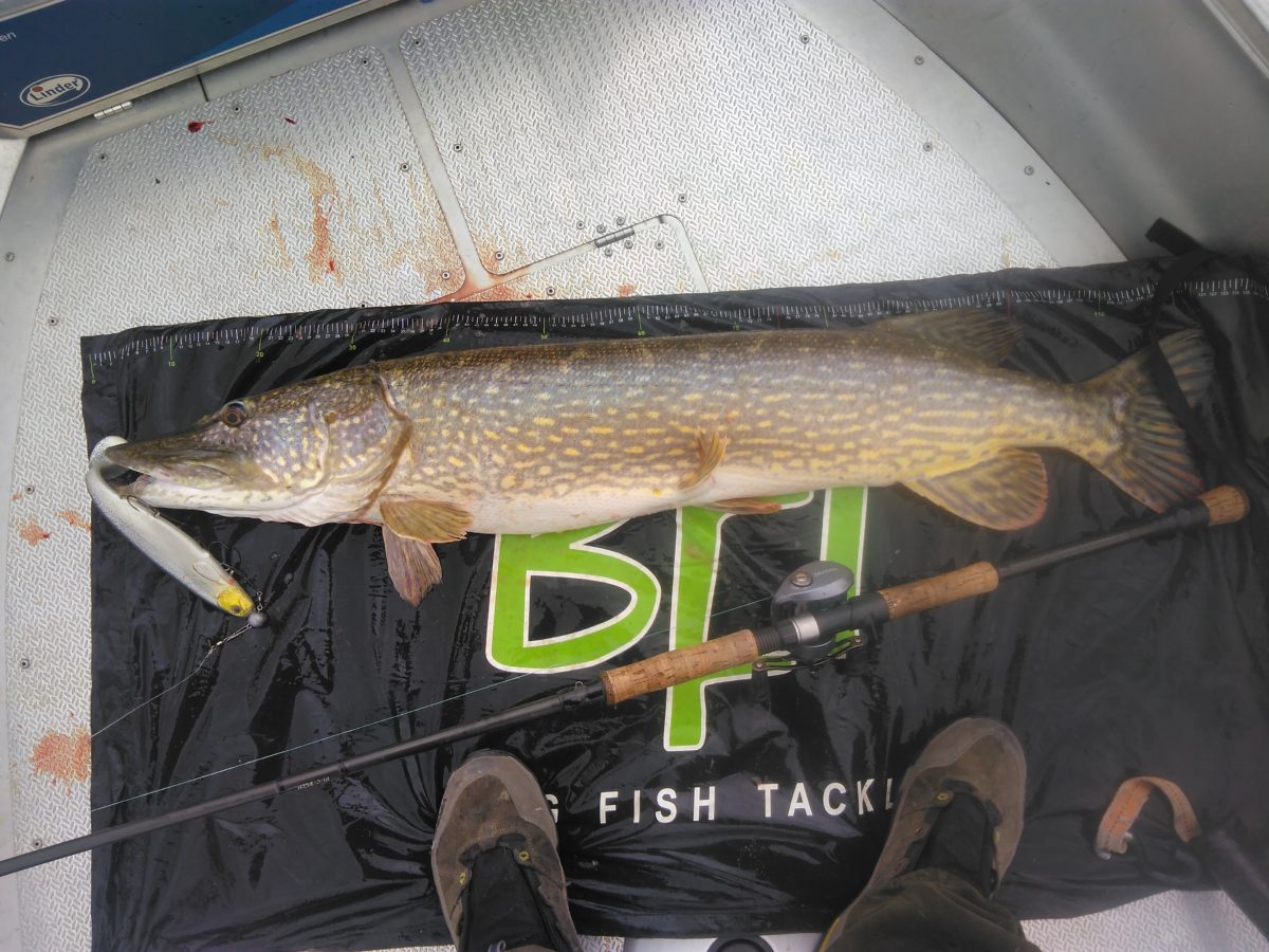 Atle Nerland inn med to fine gjedder