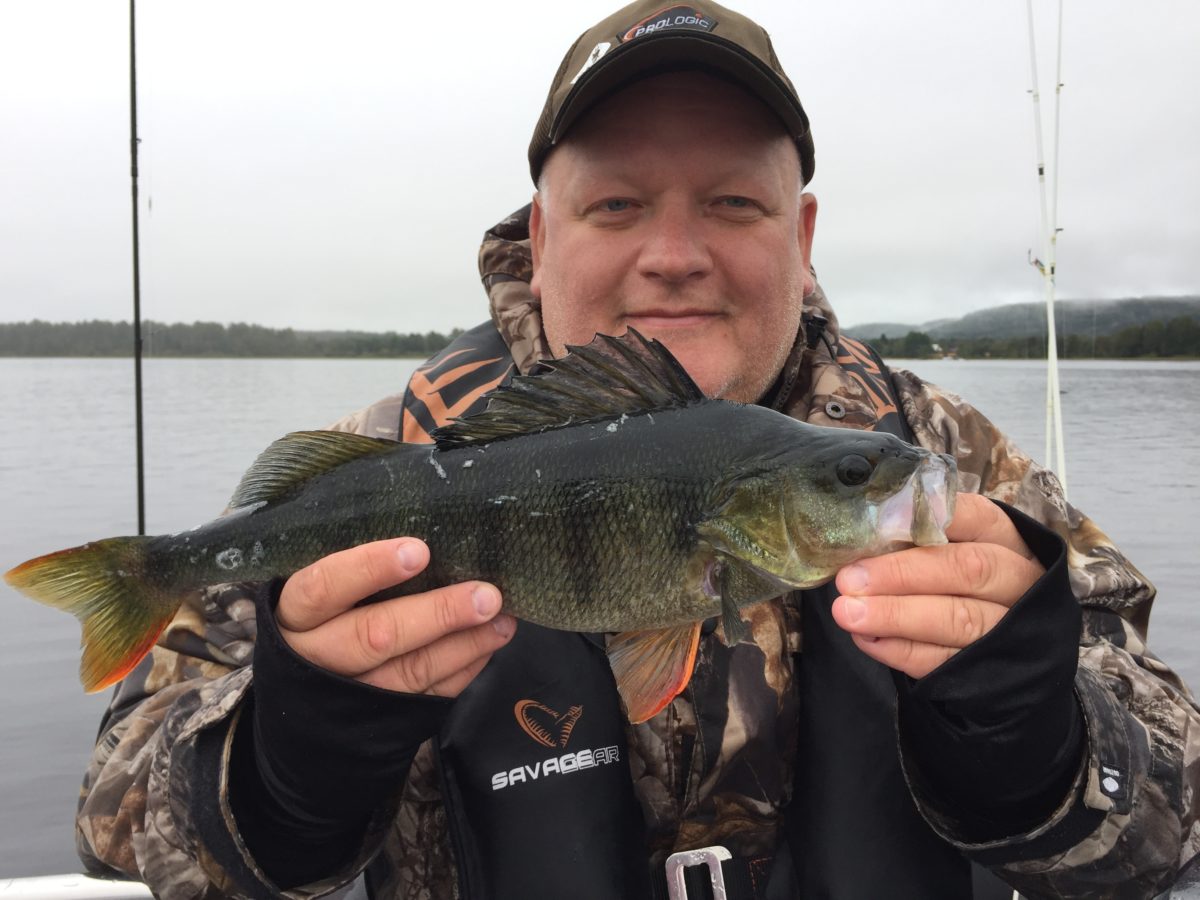 Per Rune Holmøy melder inn abbor!