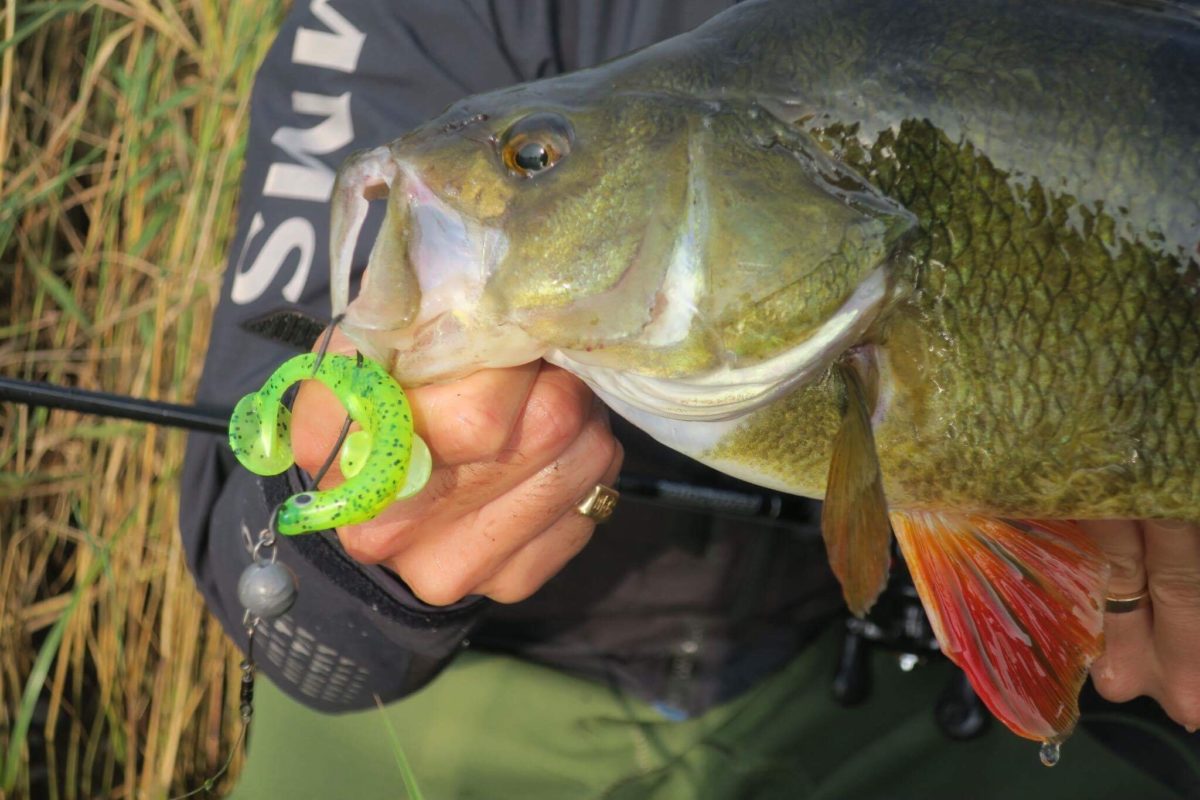 Storabborre på Finnshad