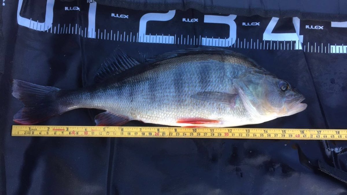 Hans K. Austad med ny innmelding!