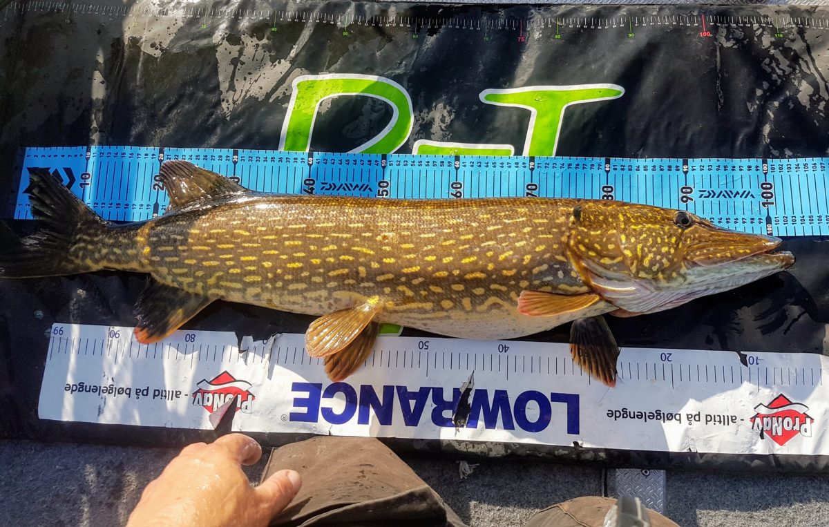 Johan Tørrisen med ny innmelding!