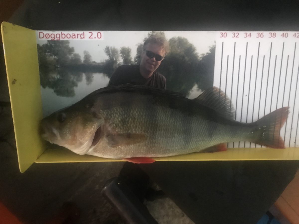 Pål Sindre Svae med ny innmelding!