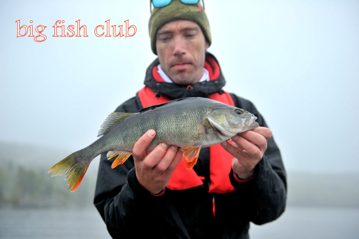 Michael Andersen med ny innmelding!