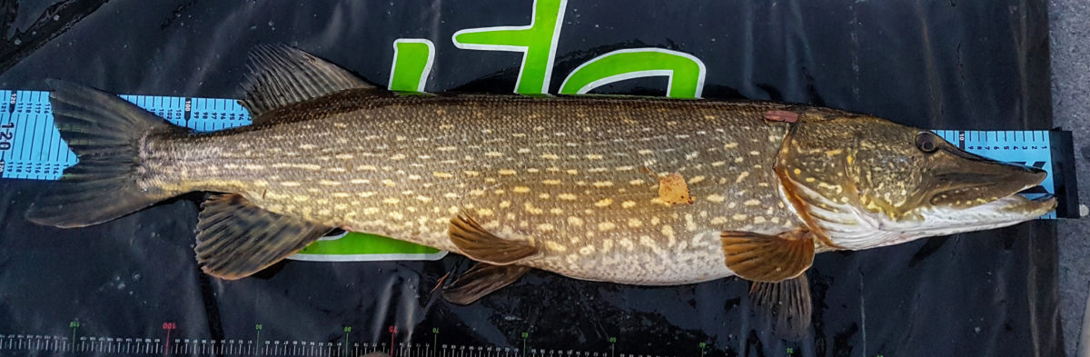 Grisefeber med någå attåt! Del 1.