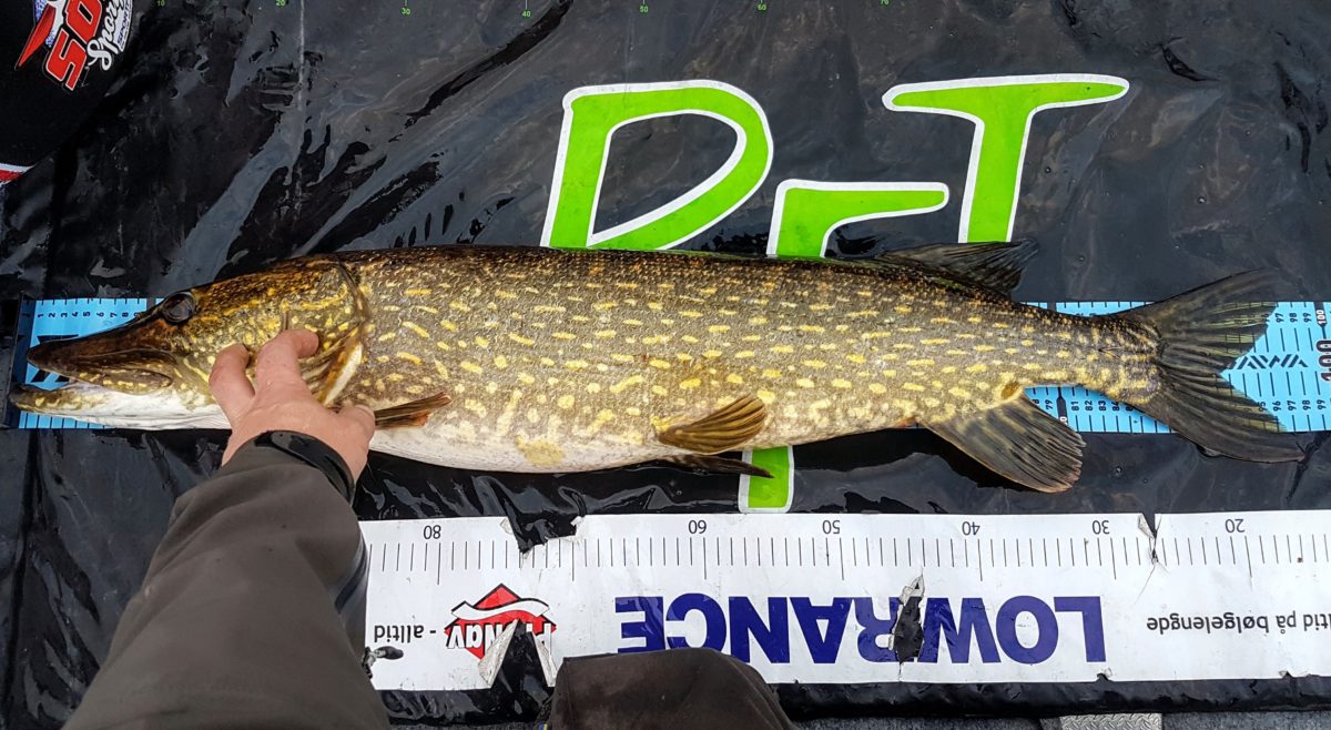 Tørrisen har forlatt lakseelva. Nu fader skal vi til topps igjen. Fra 9. plass til 5. plass.