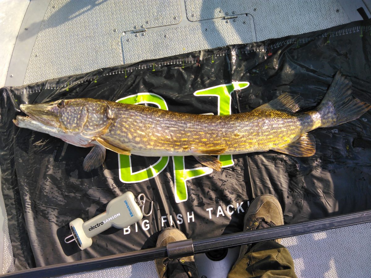 Atle Nerland melder inn 6+ fisk