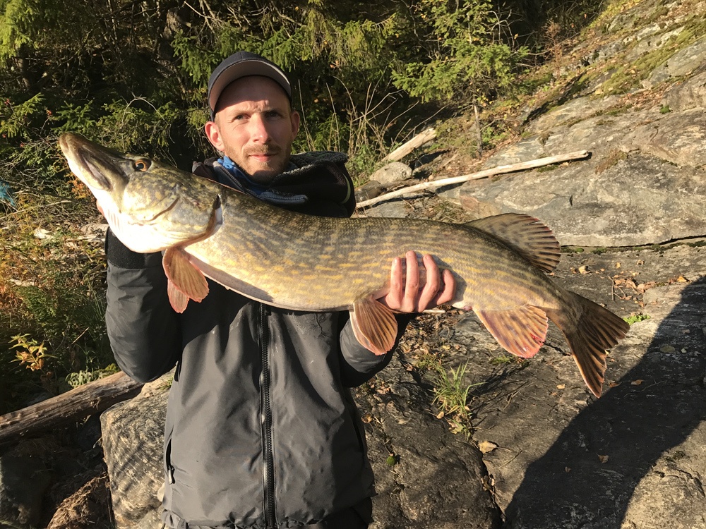 Knall sterk høst gjedde utrolig Morro skriver Kristoffer Bjørklund.