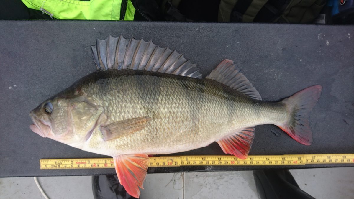 Frederik Mortvedt med ny flott abborinnmelding!