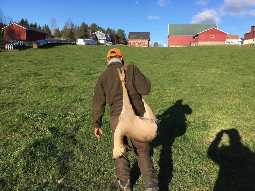 Årets første drivjakt etter rådyr!