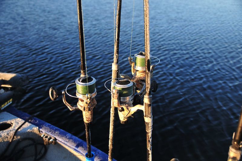 Hvis gjedde blir kroksky på nødvendig føde, hva da ?