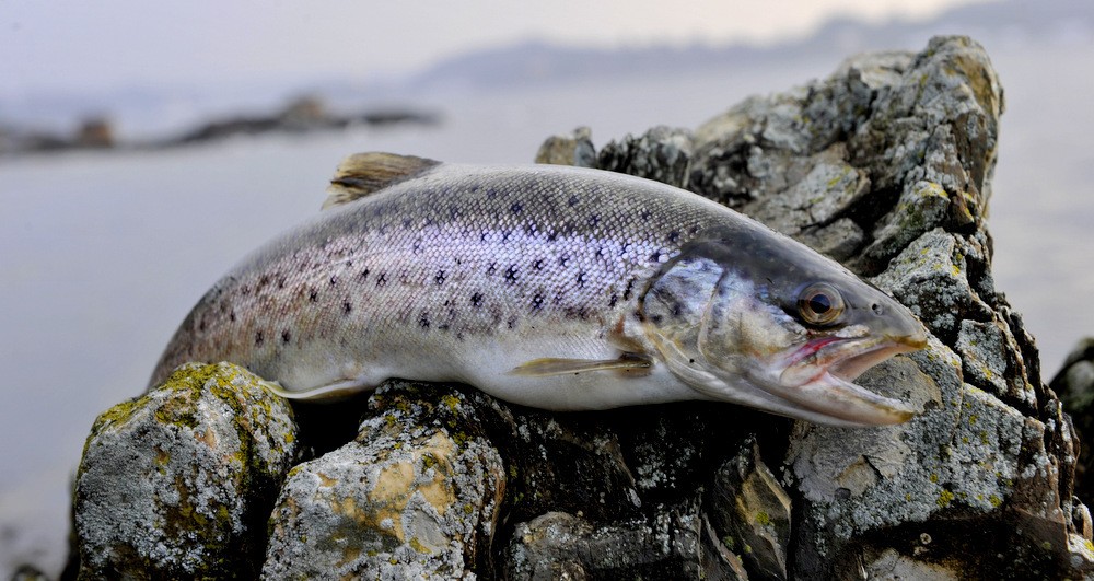En liten film fra helgens SØ fiske. Undervannsbilder blir utrolig flott ved klart vann.