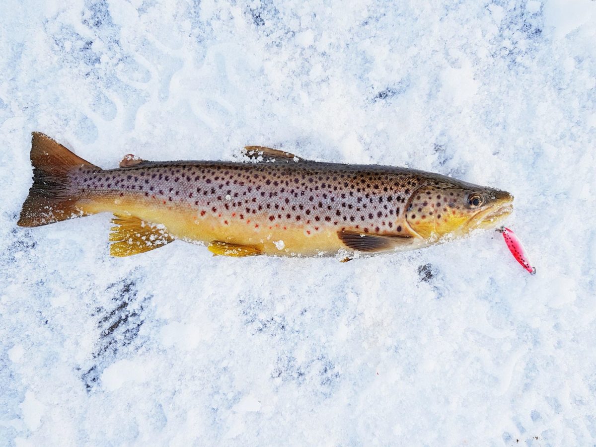 Vi hadde to dager til rådighet. Fiksa vi biffen ??