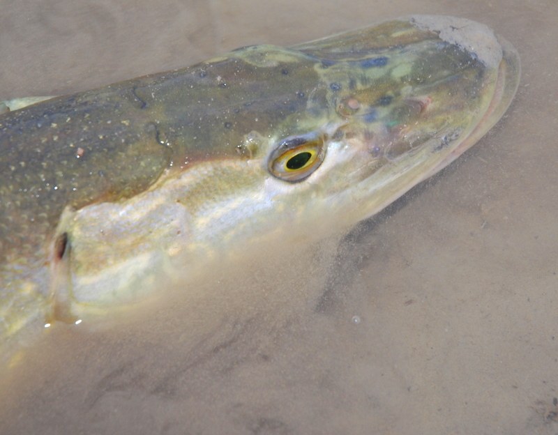 Nå er det mulig FOR GJEDDE  i Nitelva