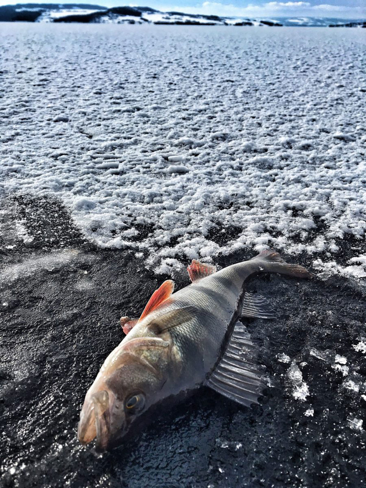 Bare tur-retur Mjøsisen med film fra Kent Skaje.
