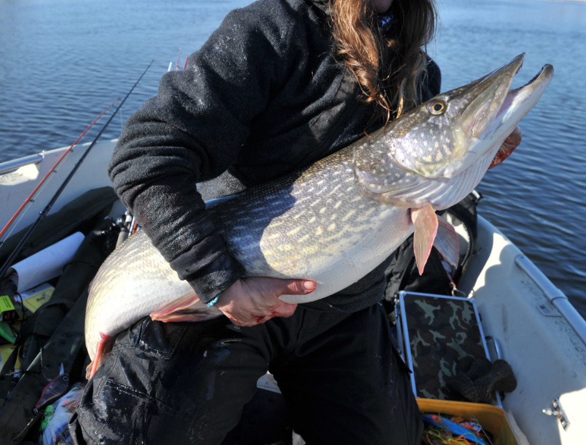 UTEN BØNNA STOPPER SPORTSFISKE NORGE. (GRISVARNING X2, og nei DET ER IKKE APRILSNAR)