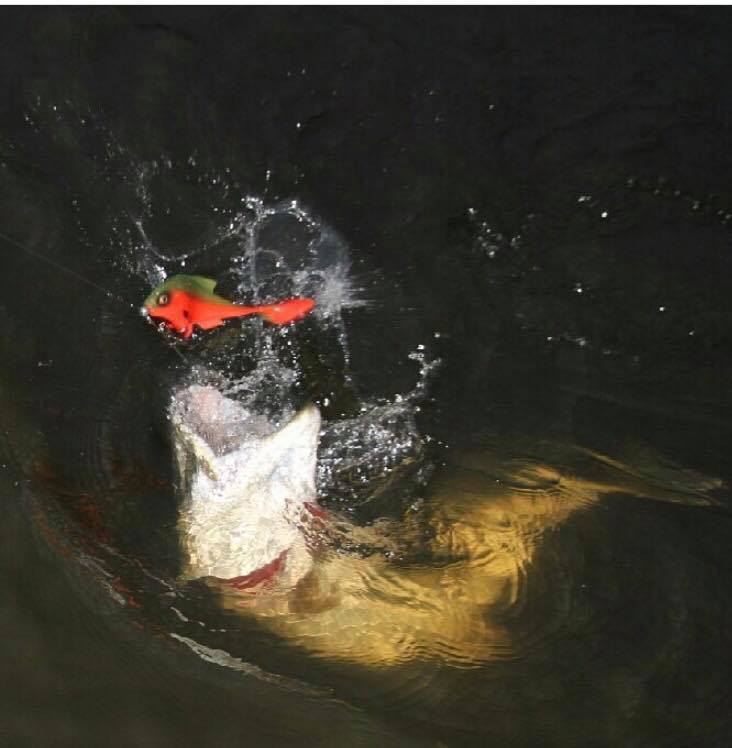 En liten herlig tävling vi i Norje også kan ta del av. Mangeboy 79 kjører en konkurranse i 2018