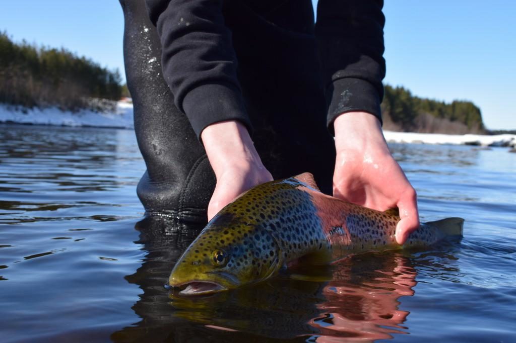 Kan man ha det bedre på en slik flott dag. (Meget flott Ørret av Eirik)