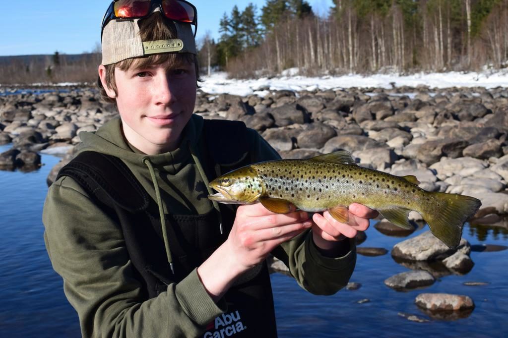 Jeg bestemte meg for å ta en kort tur til Glomma dagen etter 2+ ørreten