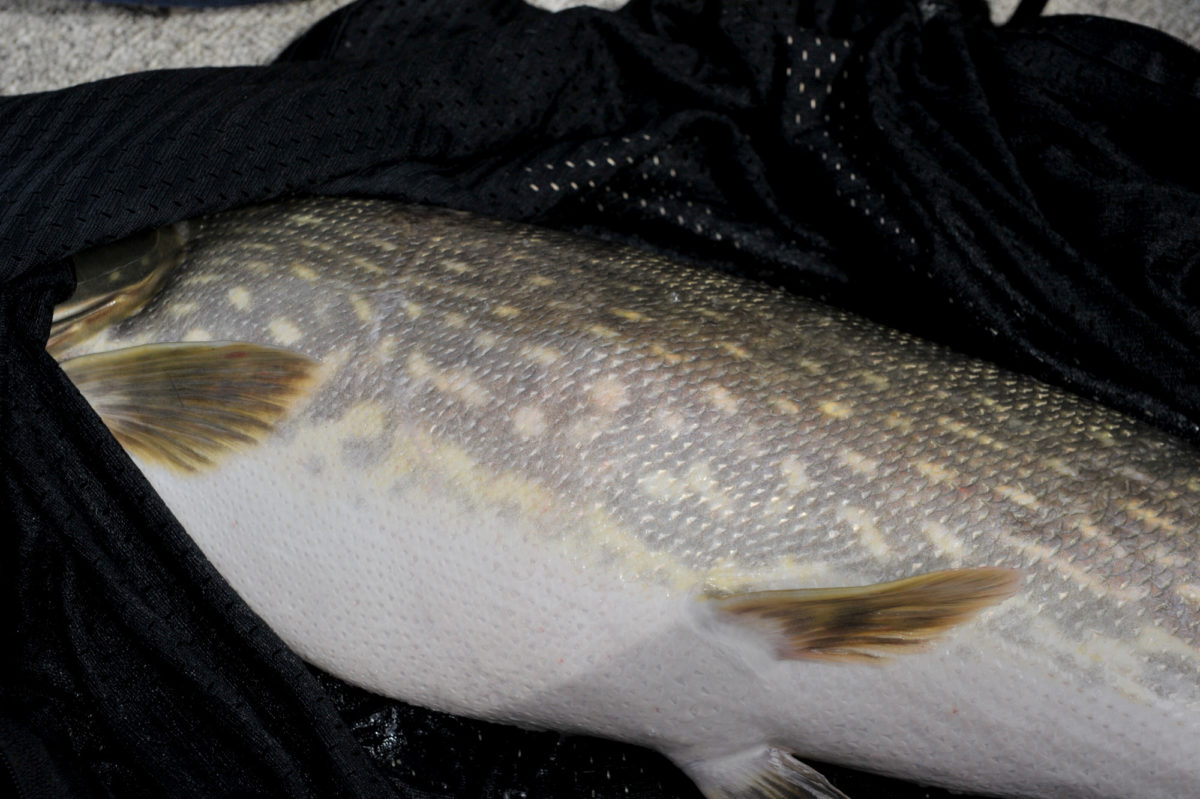 Forleksfiske i delta. Vi var nok heldige med forholdene.