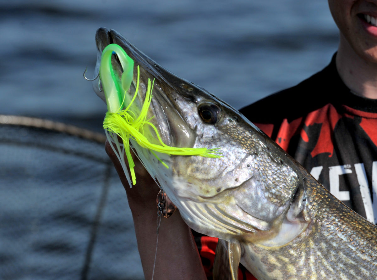 Queen Silva you’r out,  Queen Kelly you’r in.