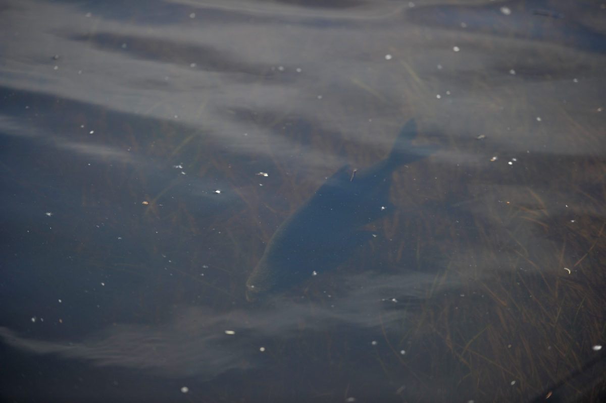 Vi testet ut en litt annet plass i Glomma på søndag 27. mai.
