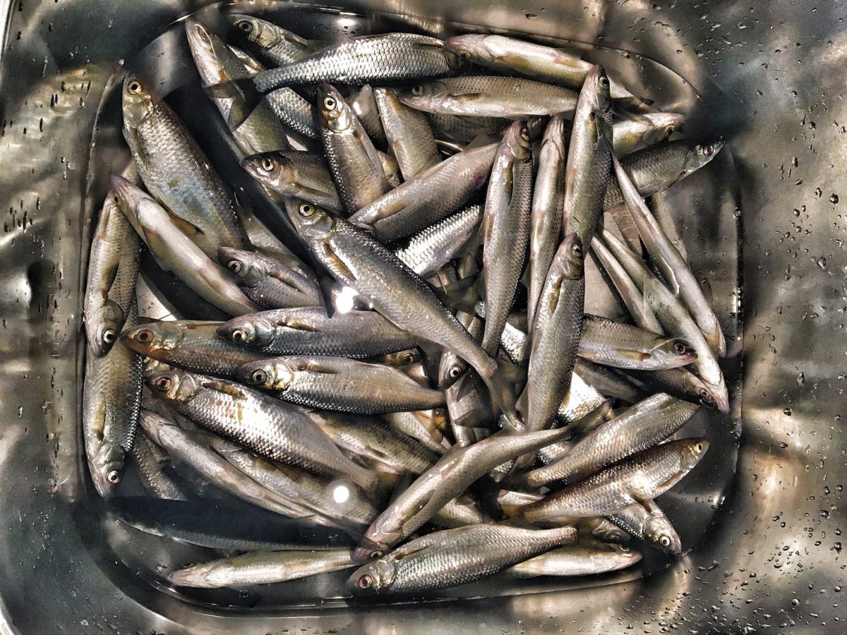 FLYTEBRØDFISKE ETTER STAM