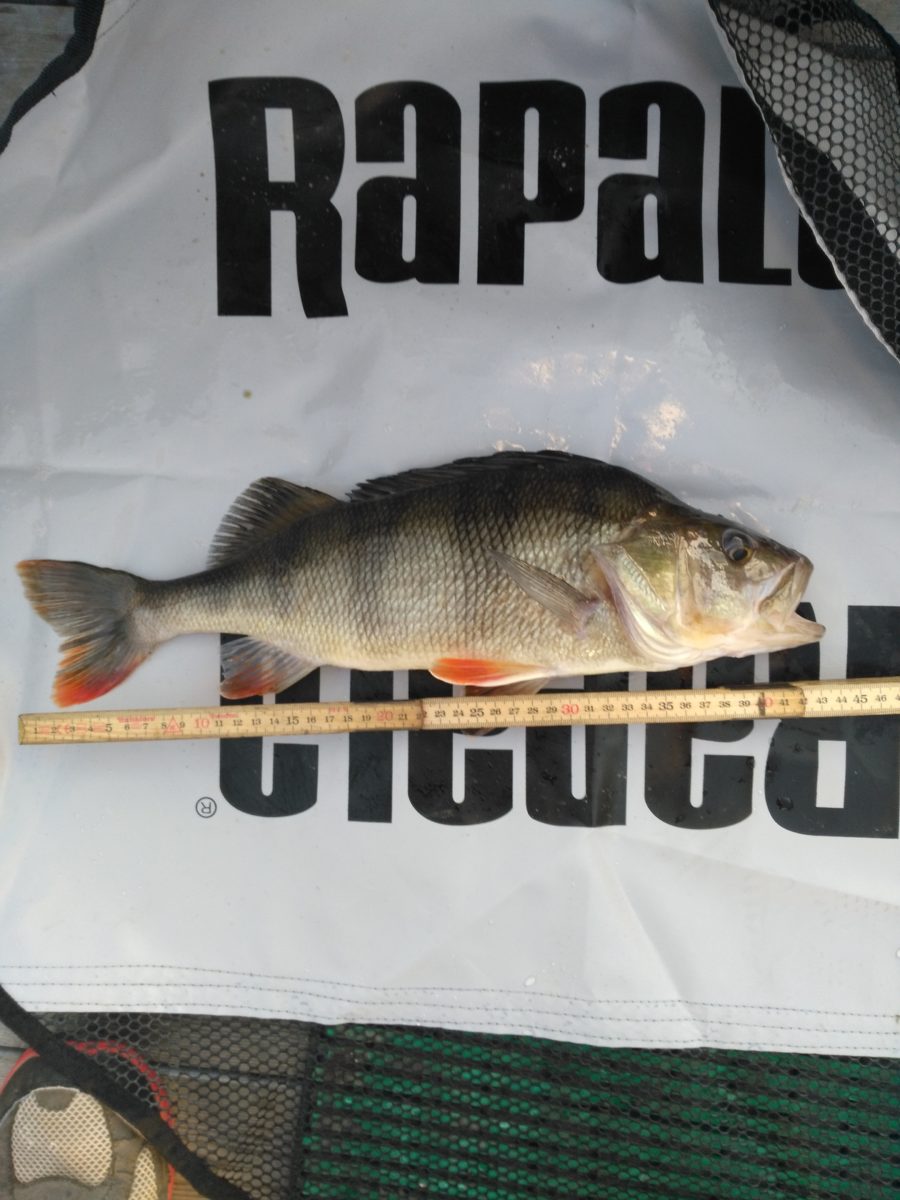 VI Ønsker Thomas Bergerud velkommen til abborkonken!