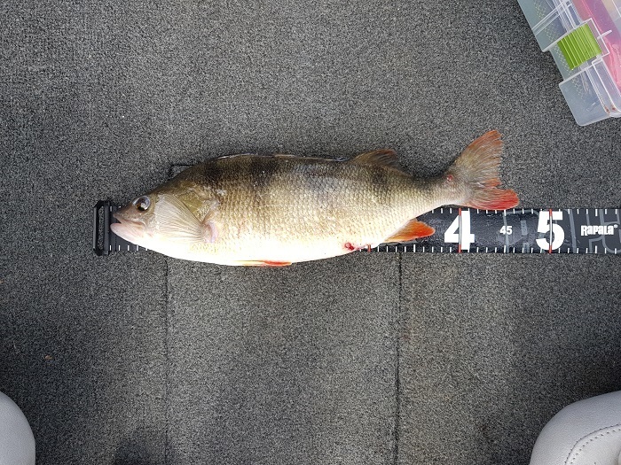 Alenas  Krencius inn med fisk nummer to.