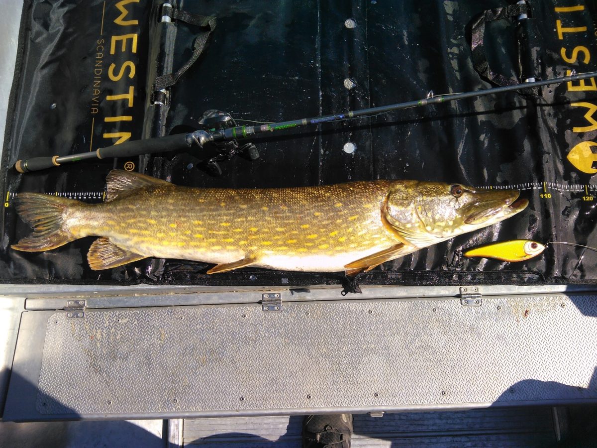 Atle med en jerkpike.