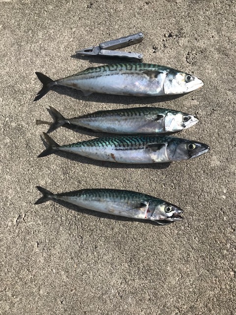 Sommerens første makrellfisketur