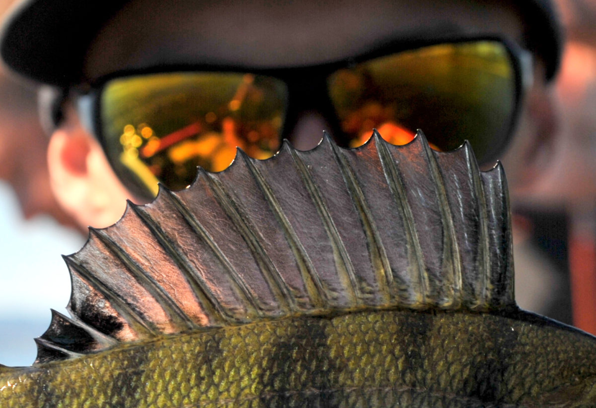 Et helt vannvittig abborfiske. Og vi slår et slag for Rapala Shadow Rap Shad Deep 9cm